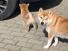 Shiba Inu