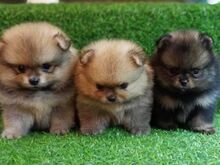 Pomeranian kutsikad