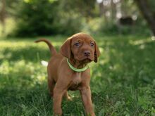 Vizsla / Ungari lühikarvalise linnukoera kutsikad