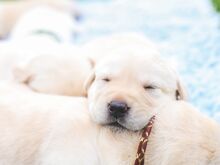 Labradori Retriiver