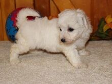 Bichon Frise kutsikad