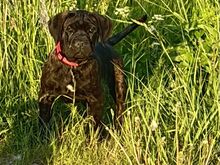 Cane Corso
