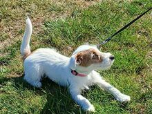 Jack Russel Terrier