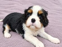 Cavalier King Charles spanjeli kutsikad!