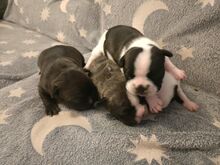 Müüa Prantsuse Buldogi kutsikad