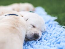 Labradori Retriiver