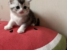 Scottish Fold/Straight kassipojad