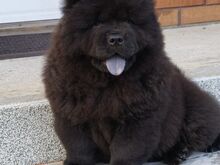 Chow chow kutsikas