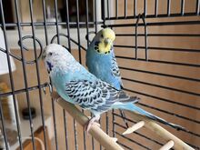 2 viirpapagoid koos puuriga