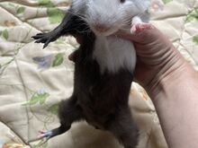 Merisiga