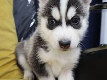 Beautiful purebred Siberian Husky puppies