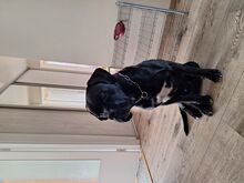 Müüa isane cane corso