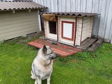 Koerakuut