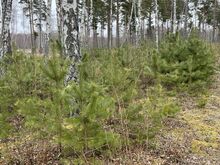Ära anda eri suuruses männiistikud