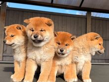 JAAPANI SHIBA INU