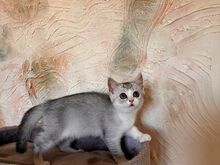 Scottish Fold/Straight kassipojad