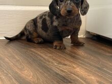 Dachshund puppies