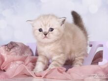 Британский короткошерстный котенок Девочка ❤️