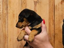 Kääbuspinser, Zwergpinscher, Miniature Pincher