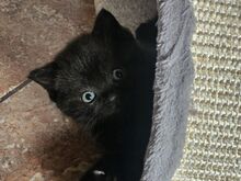 Котёнок скоттиш-страйт