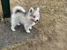 Pomsky Kutsikad | Kennelklubis Registreeritud