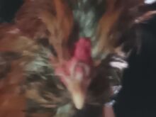 Paduaani kuked