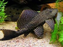 Pterygoplichthys gibbiceps