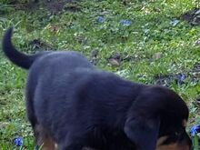 Rottweiler kutsikas