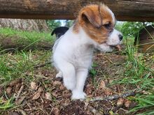 Jack Russell terjeri kutsikapoiss (FCI/LKF)