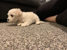 Bichon Frise kutsikad