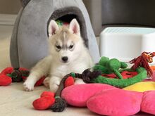 Siberi husky kutsikad/ Щенки сибирский хаски