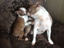 Boston Terrier puppies