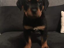 Rottweileri kutsikad