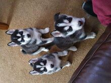 Siberi husky kutsikad