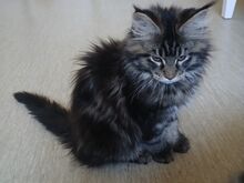 Maine Coon