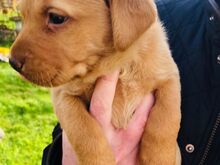 Labradori retriiveri kutsikad