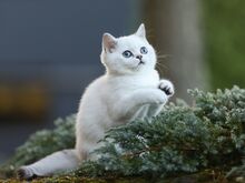 Голубоглазая девочка скоттиш-страйт