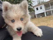 Pomsky Kutsikad | Kennelklubis Registreeritud