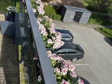Rõdulilled, 4 kasti