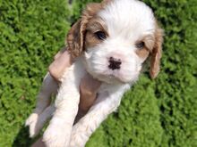 Cavalier King Charles spanjeli kutsikad!