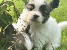 Papillon