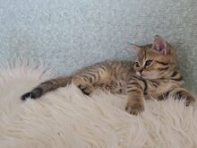 Британский короткошерстный котёнок-мальчик