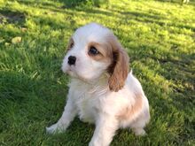Cavalier King Charles spanjeli kutsikad!