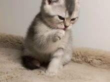 Scottish Straight Fold kassipojad