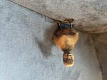 Müüa parditibud (Cayuga ja Khaki Campbell)