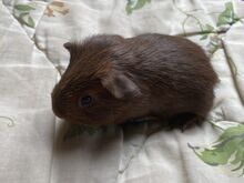 Isane merisiga