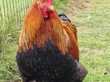 Brahma kuked