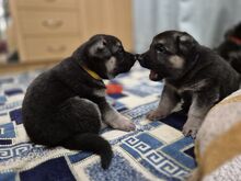 Щенки восточноевропейской овчарки с документами