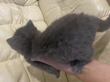 Британский серый котёнок