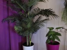 Green4Ever kunstpalm